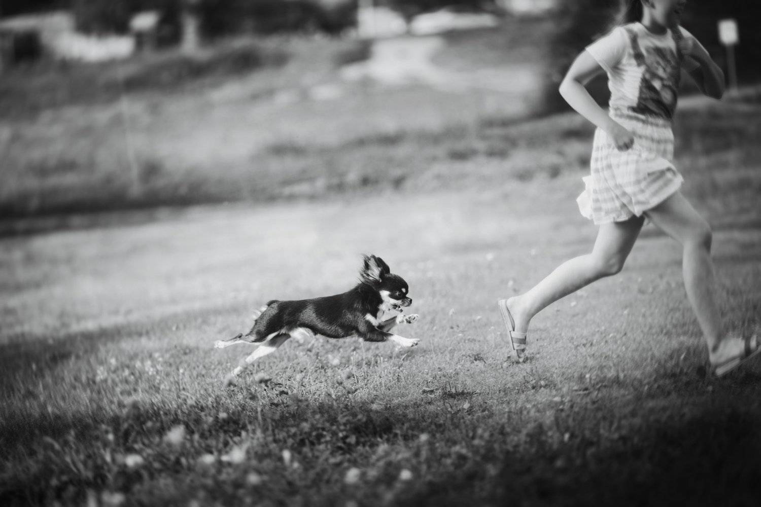 лето дети собака монохром жанр, Вера Шамраева