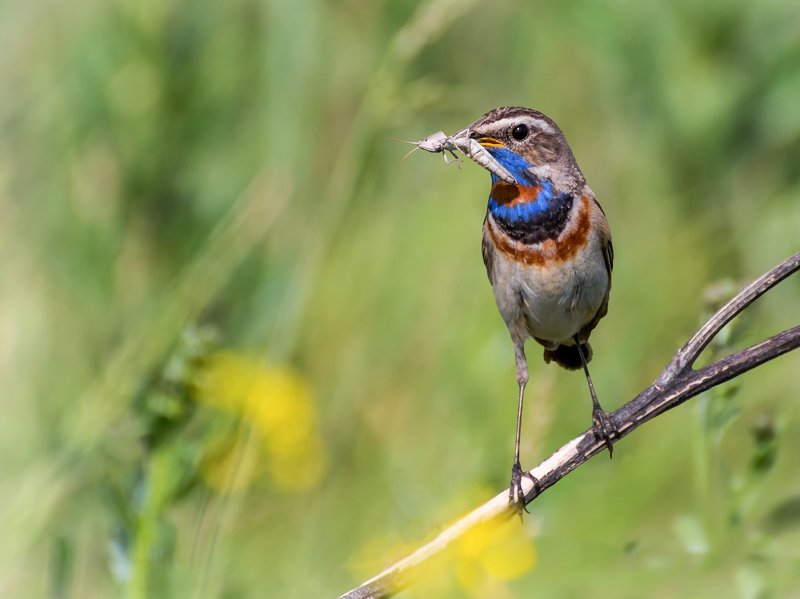 птица, варакушка, варакушка .. фото превью