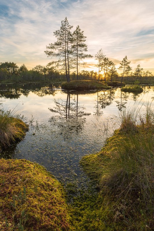 ленинградская область, ленобласть На болотных топях фото превью