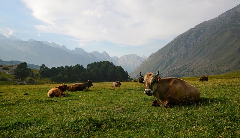 верхняя балкария, кабардино-балкария, путешествия по россии, кабардино-балкарский высокогорный заповедник Верхняя Балкария фото превью