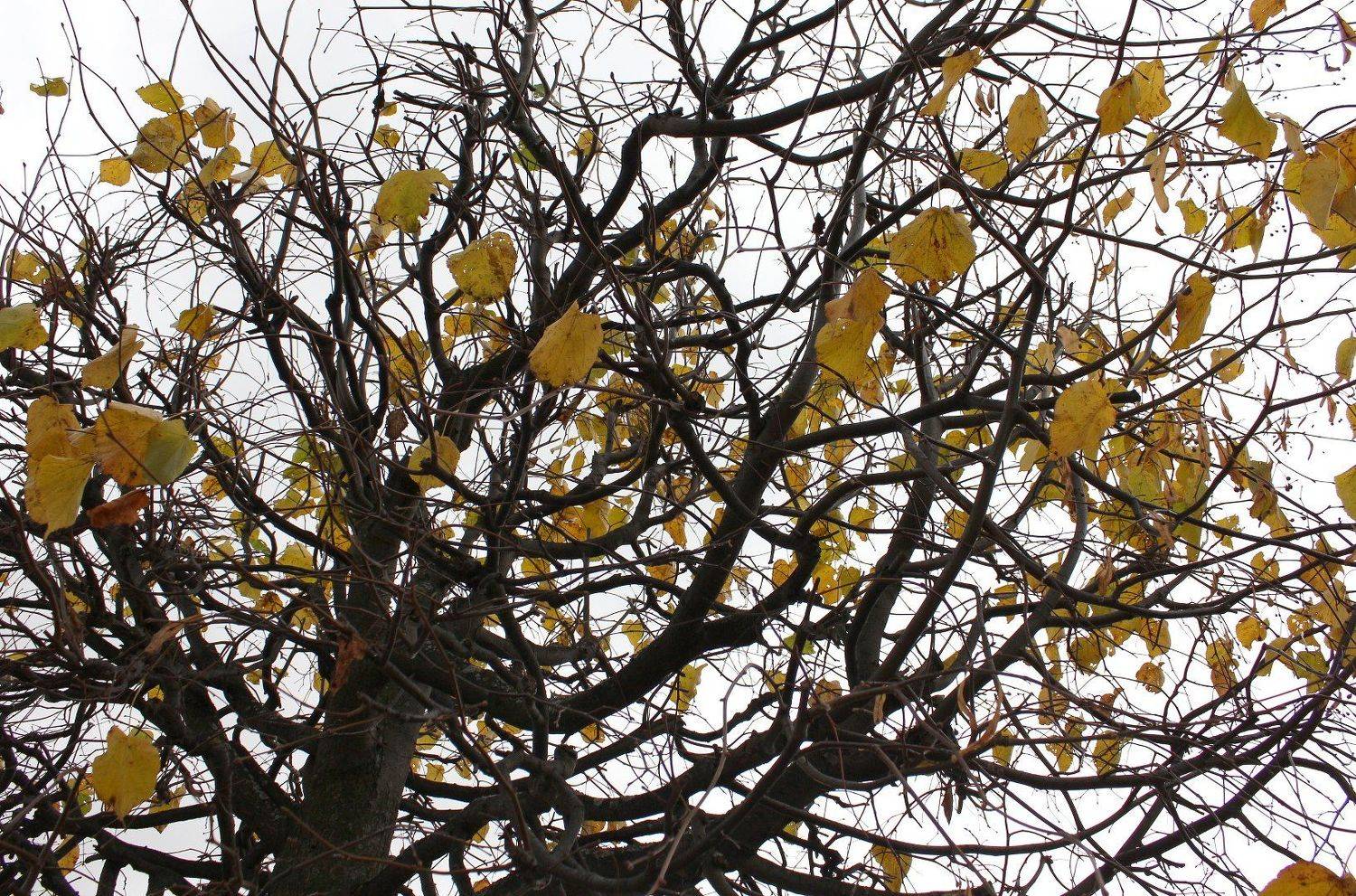 осень, Александр Зорин