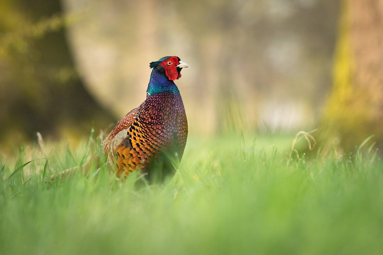 , Robert Adamec