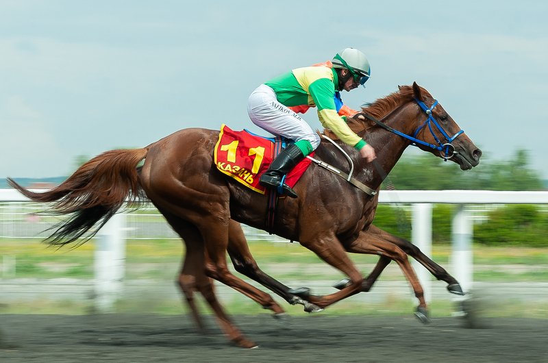 лошади Многоножка фото превью