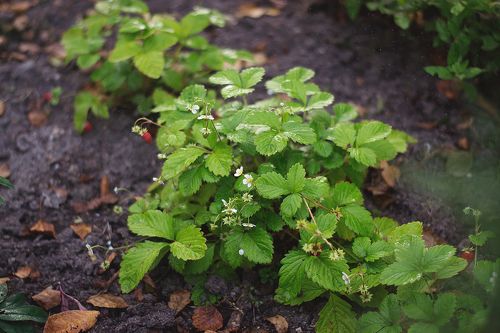 Земляника осенняя