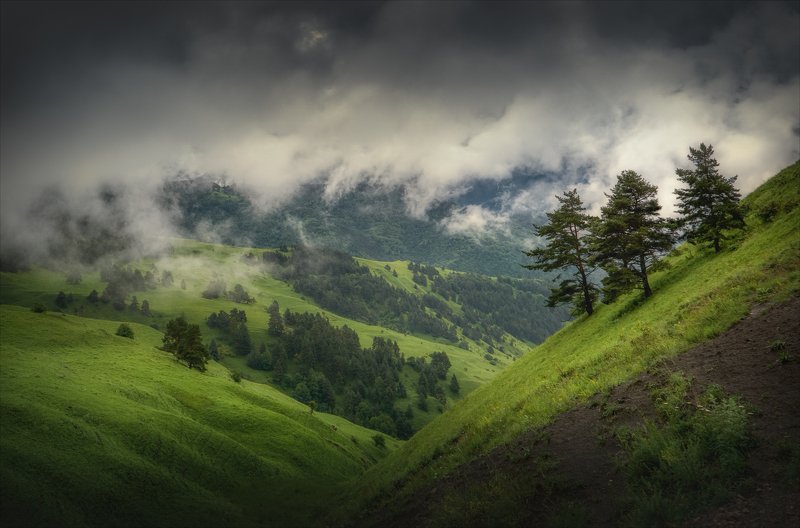 Три сосны. фото превью