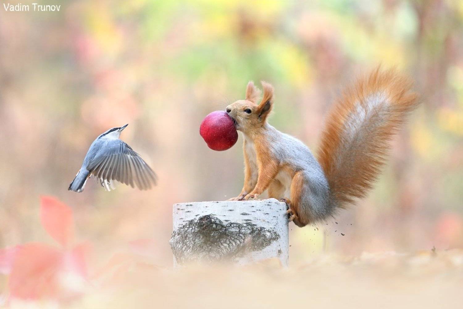 белка, squirrel, птица, яблоко, Вадим Трунов