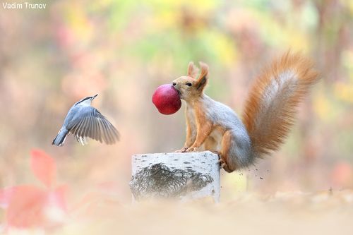 Тебе яблоко, мне семечки!