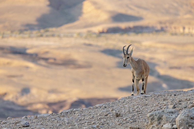 young goat фото превью