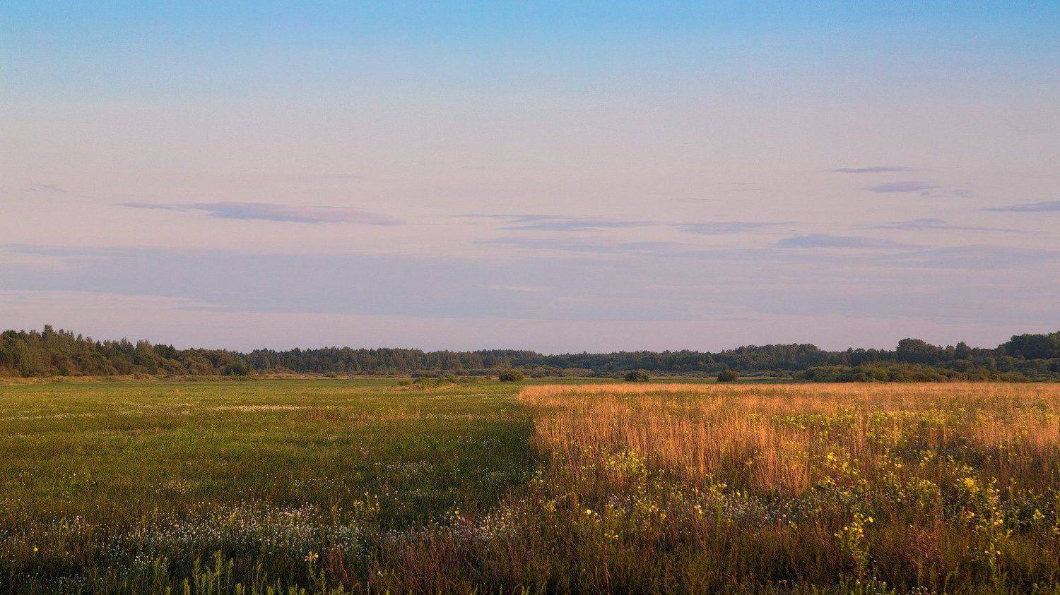 лето, июль, луг, зелень, сухая трава, Михаил Кушнер