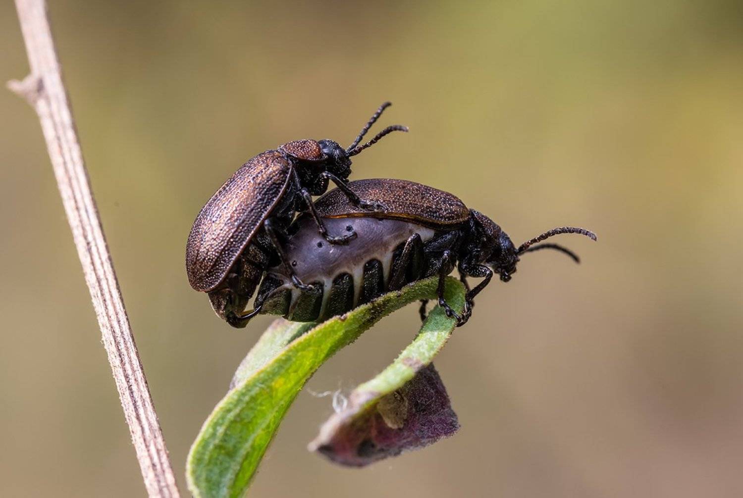 , Александр Земляной