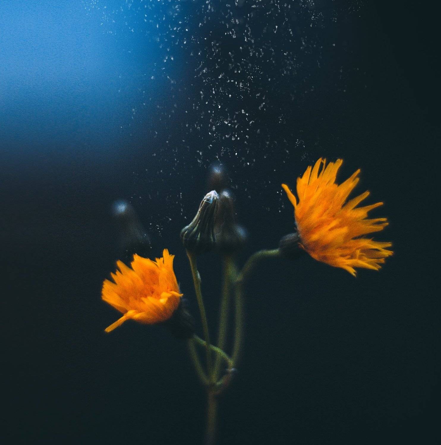 , Владимир Жуков