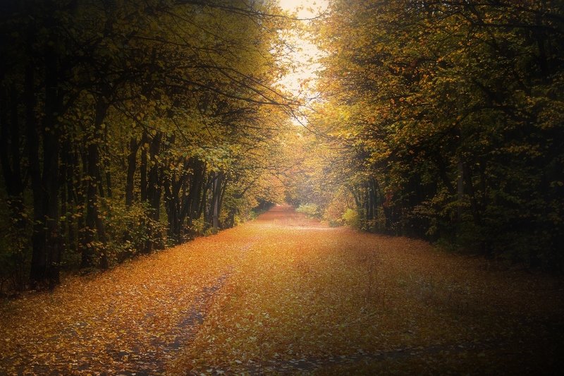 Аллея фото превью