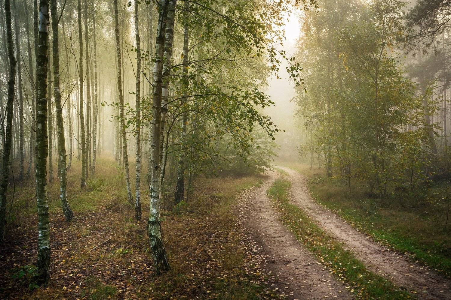 two road два пути path forest magic mist foggy morning trees dranikowski woods fog autumn fall, Radoslaw Dranikowski