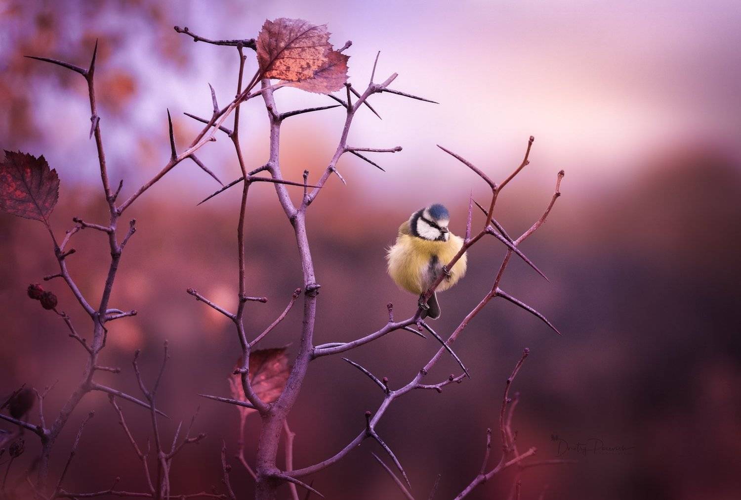 , Дмитрий Посевич