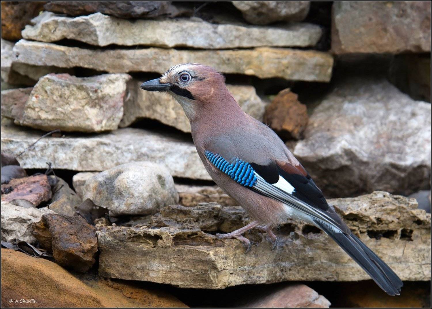 птица,сойка, Александр Чувилин