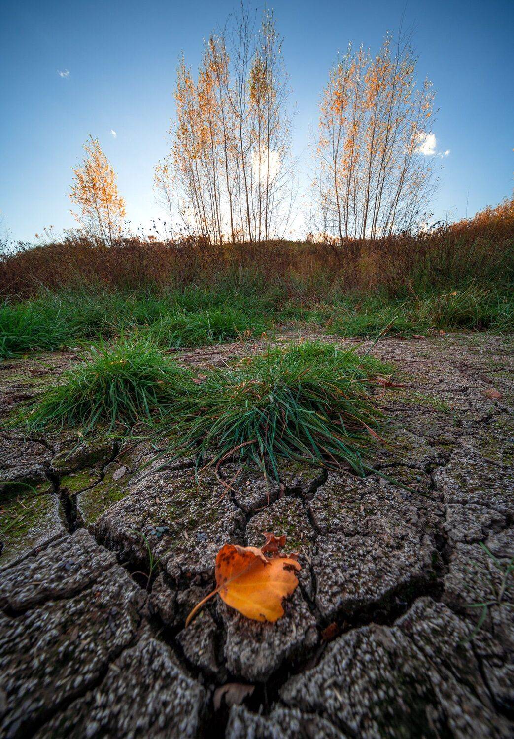 , Алексей Горохов