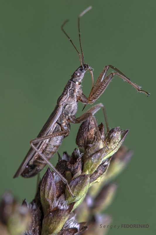 Клоп-охотник фото превью