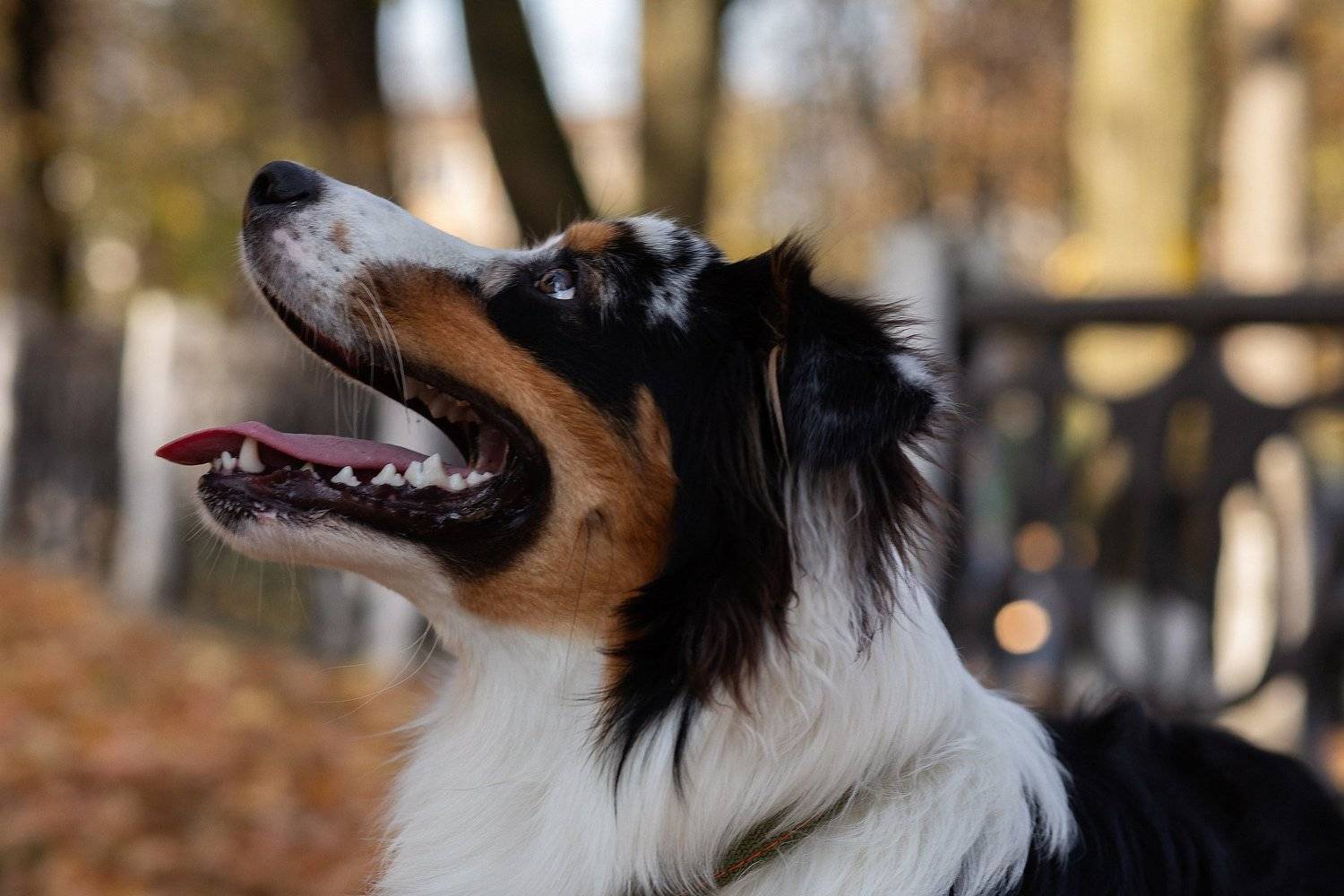 Собака , Граблёв Сергей