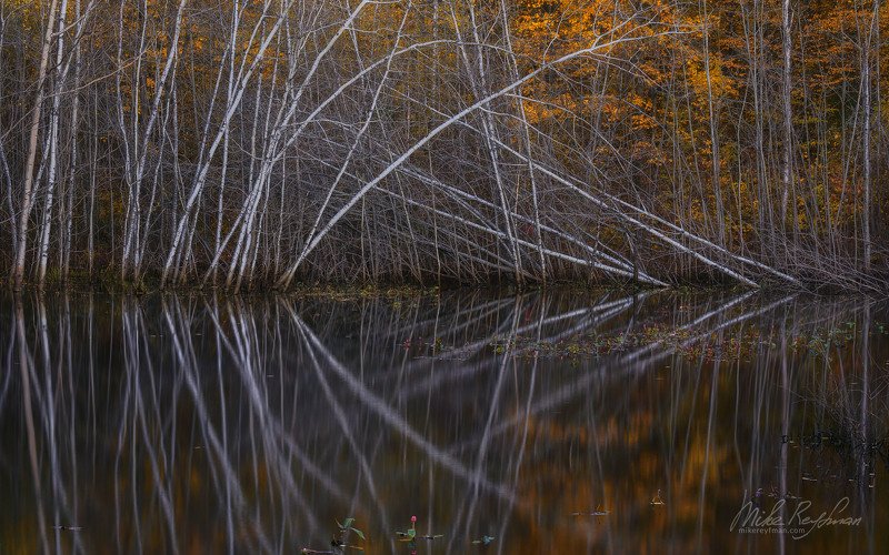 fall colors, bog, wisconsin, usa Осень на Болоте фото превью