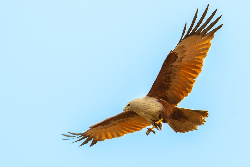 kite eagle raptor wings fly hunt predator prey kill catch Regal фото превью