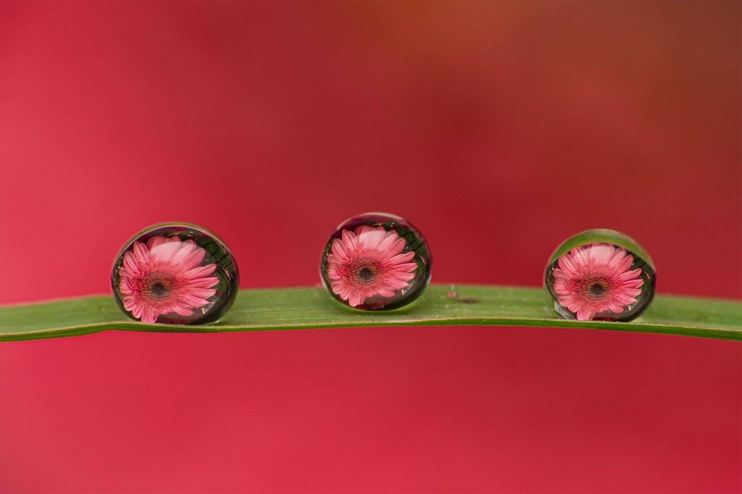 ceclii, macro, Tsvetan Ganev