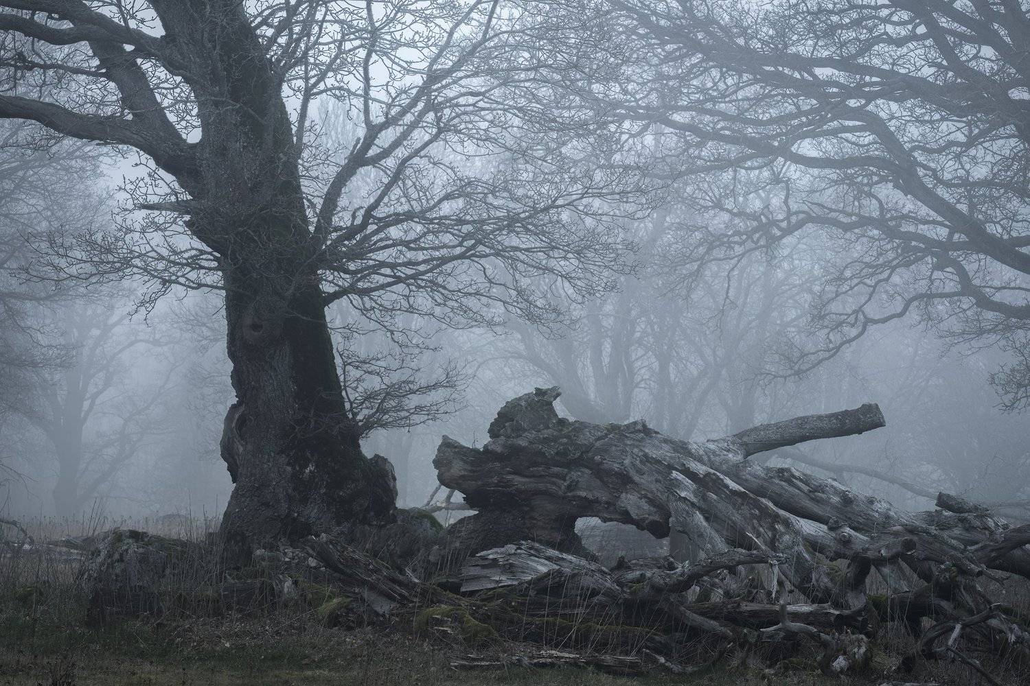 addle, bough, branches, broken, brokenbranch, brokentree, decompose, fallentrees, fog, foggy, Forest, Hampetorp, Hike, hiking, limb, mist, Misty, moss, nature, Oak, oaktree, oaktreepasture, outdoors, puttrefy, rot, Track, treetrunk, trekking, Walk, wander, Ludwig Riml