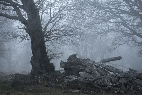 Longing for Home