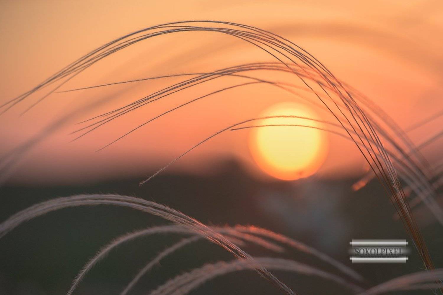 , Андрей Cоколов