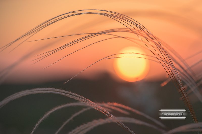 Ковыль на фоне солнца фото превью
