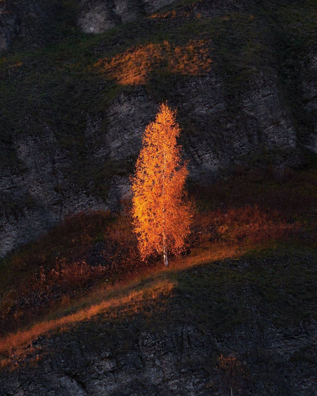 осень, береза, закат, Савицкий Ян