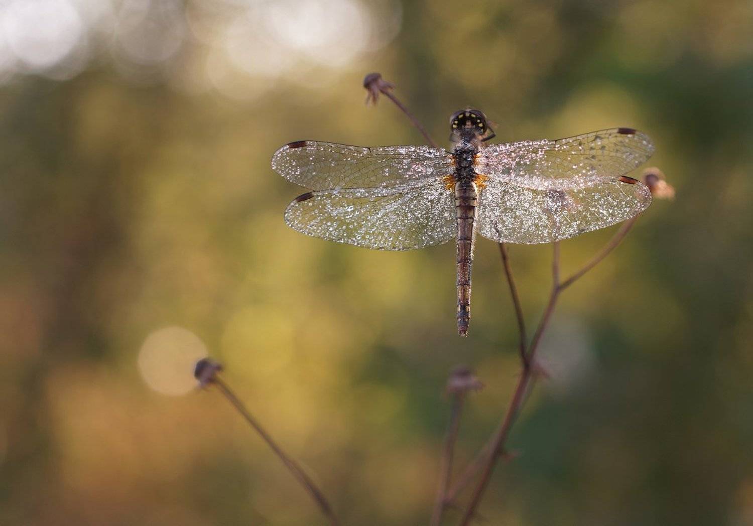 стрекоза, Чепленко Алексей