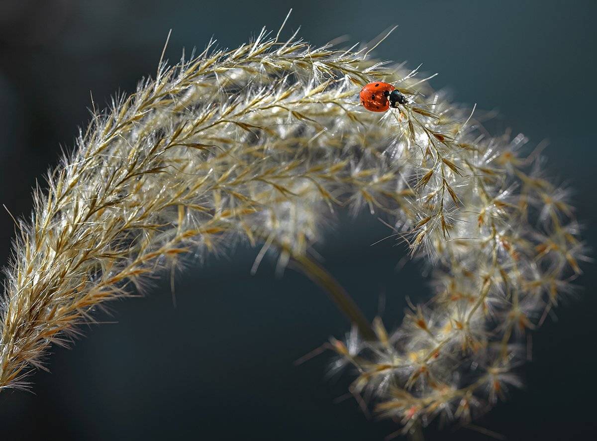 природа, макро, осень, насекомое, жук, божья коровка, злаки, Неля Рачкова