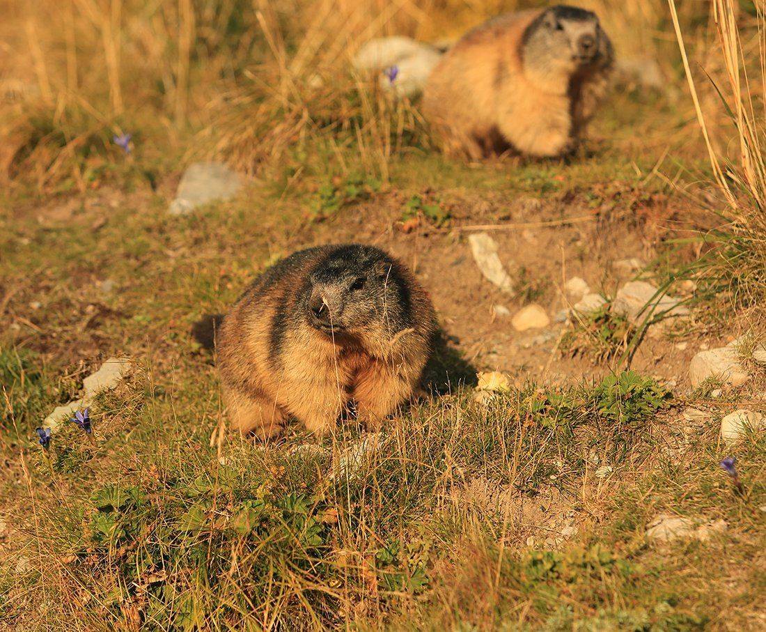 swiss, Матвеев Николай