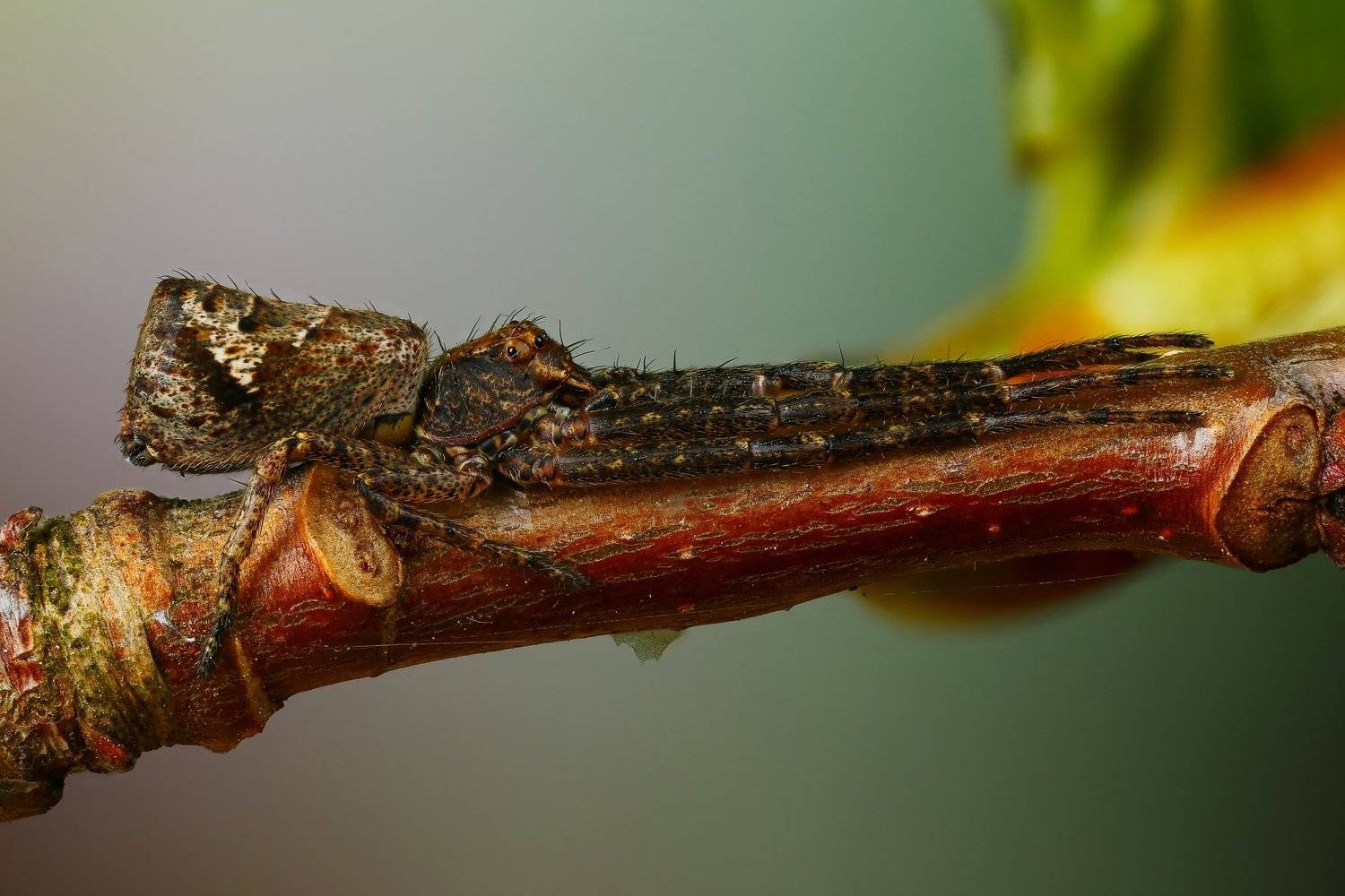 макро,природа,паук,цвет,коричневый,зеленый,ветка,животное,растение, Андрей Шаповалов