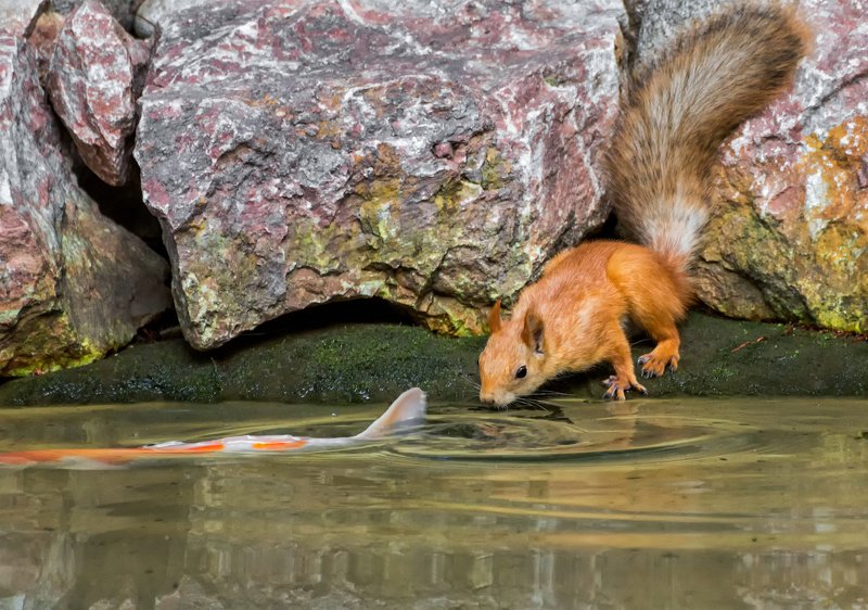 белка, пруд, рыба, водопой, Не договорились... фото превью