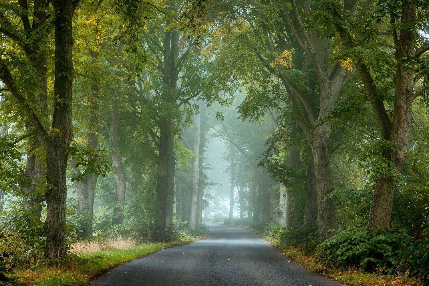 misty road path autumn fall fog dranikowski foggy morning magic trees light, Radoslaw Dranikowski
