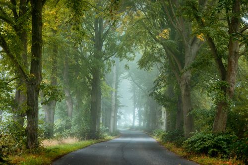 Misty road