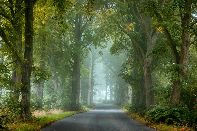 misty road path autumn fall fog dranikowski foggy morning magic trees light Misty road фото превью