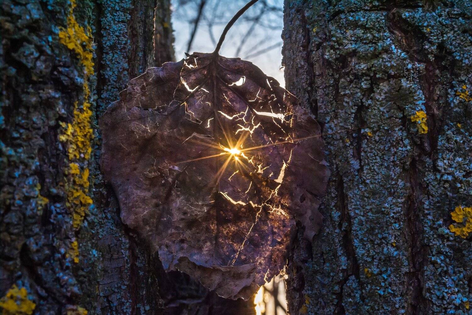 листок,кора,природа,закат,луч,трещины,дерево, Владимир Володин