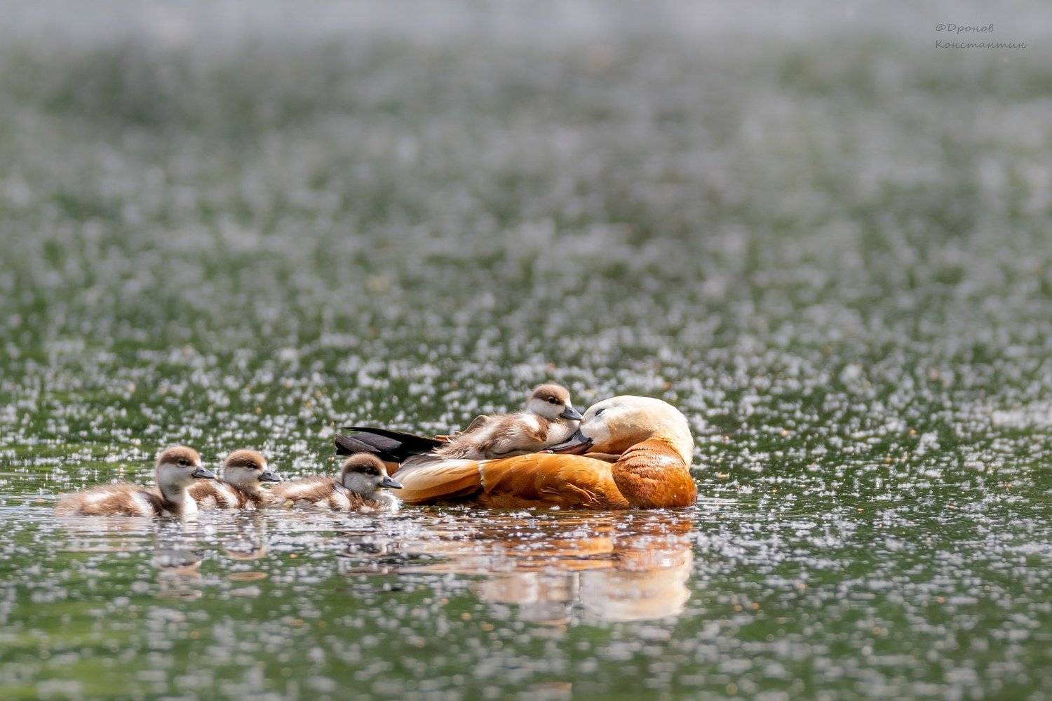 птицы, фотоохота, огари, Дронов Константин