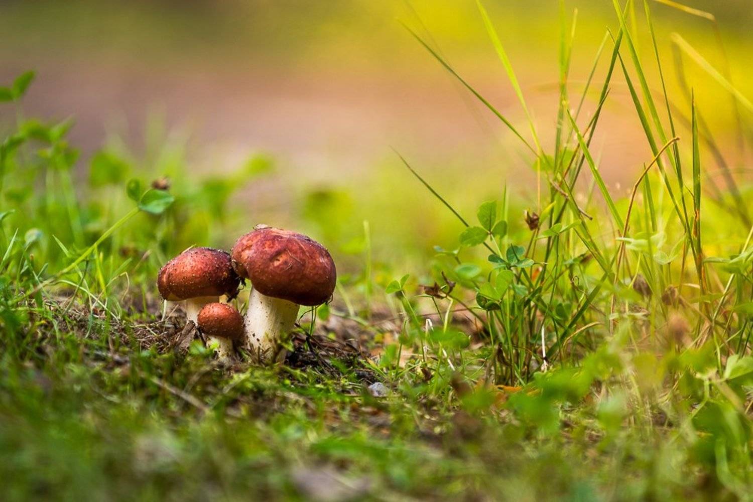 грибы, утро, тепло, макро, семья, трава, вятка, поляна, лето, август, охота, рыбалка, дорога,, Панагушин Сергей