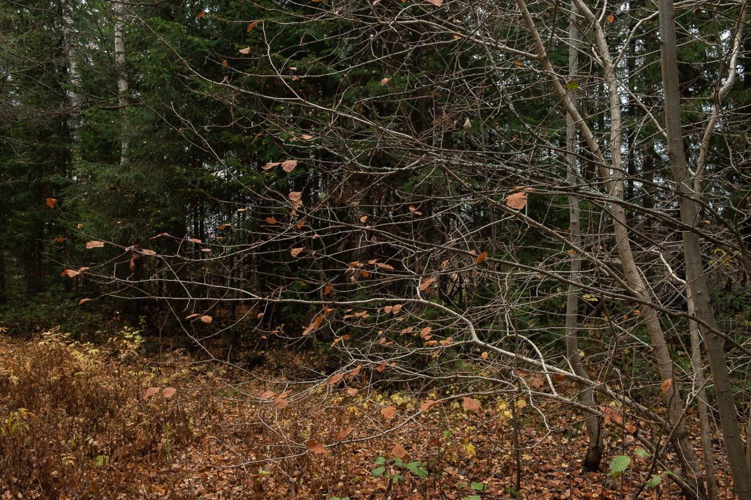 , Григорий Пиль