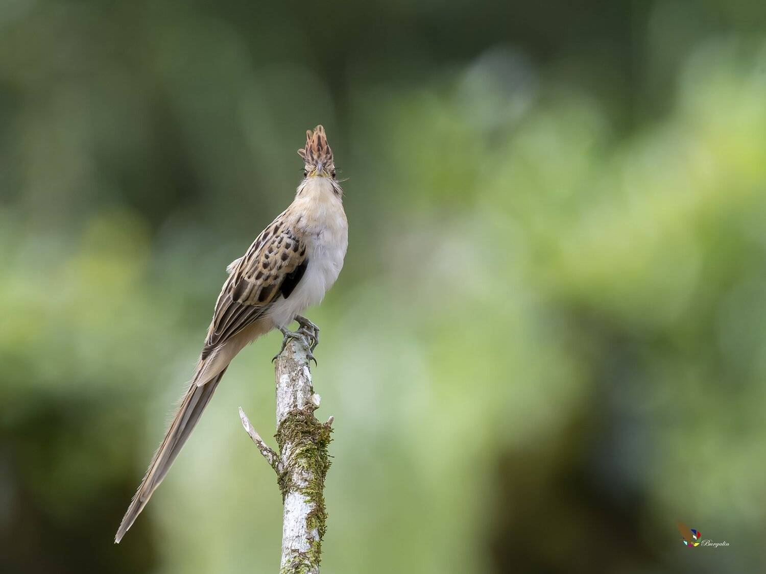 , Fernando Burgalin Sequeira