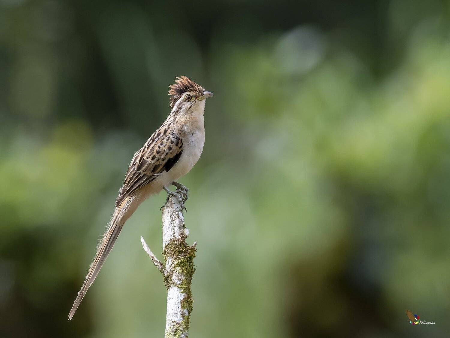 , Fernando Burgalin Sequeira