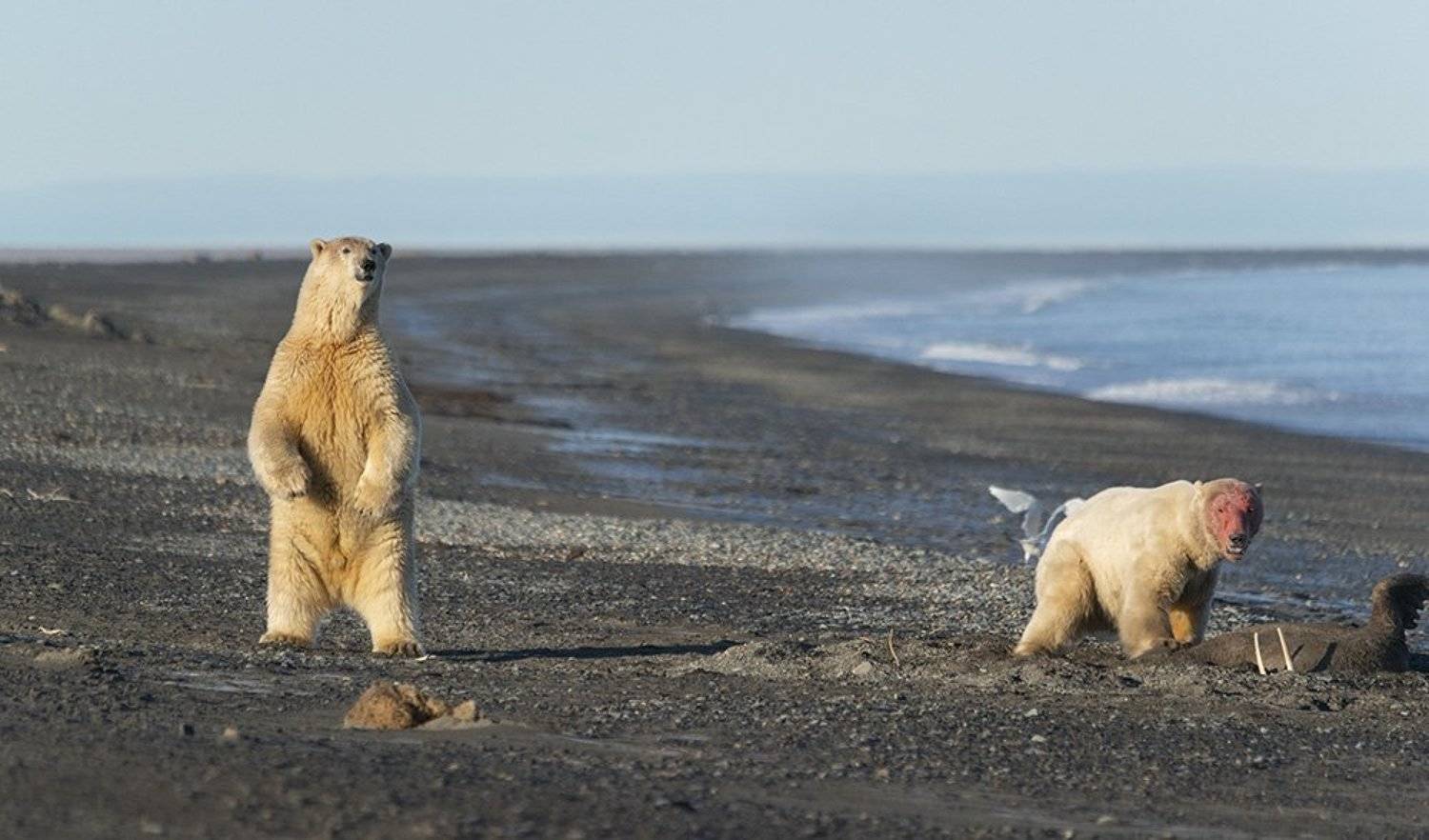 чукотка арктика север 180 меридиан белый медведь полярный морской, Максим Деминов