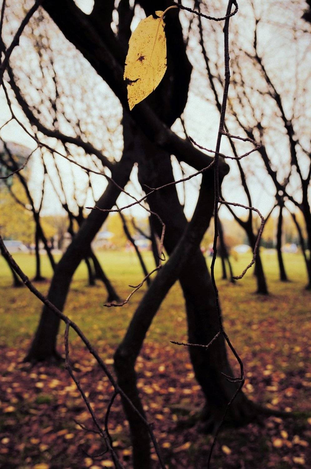 pareidolia, ПОЛУЕВ ИЛЬЯ