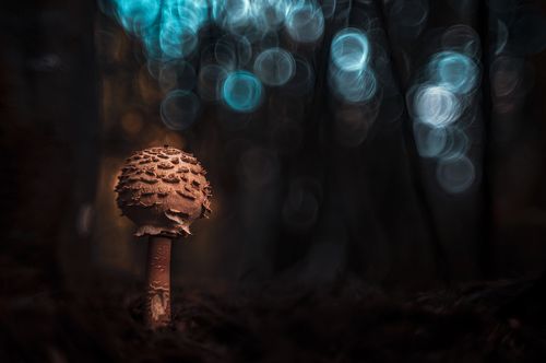 Macrolepiota Procera