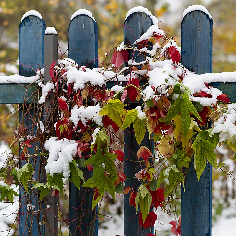 Первый снег фото превью