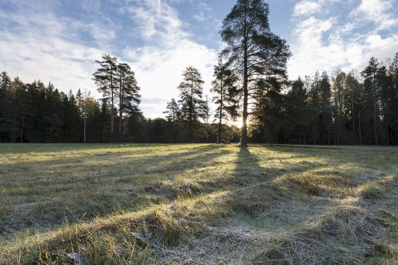 Осень в Павловском парке фото превью