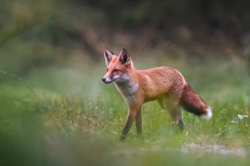 fox, wildlife, лиса, дикая природа Sly fox фото превью